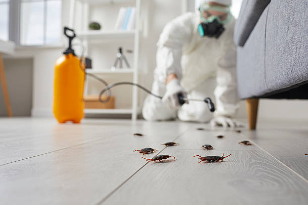 Commercial Kitchen Cockroach Control in Palm Shores
